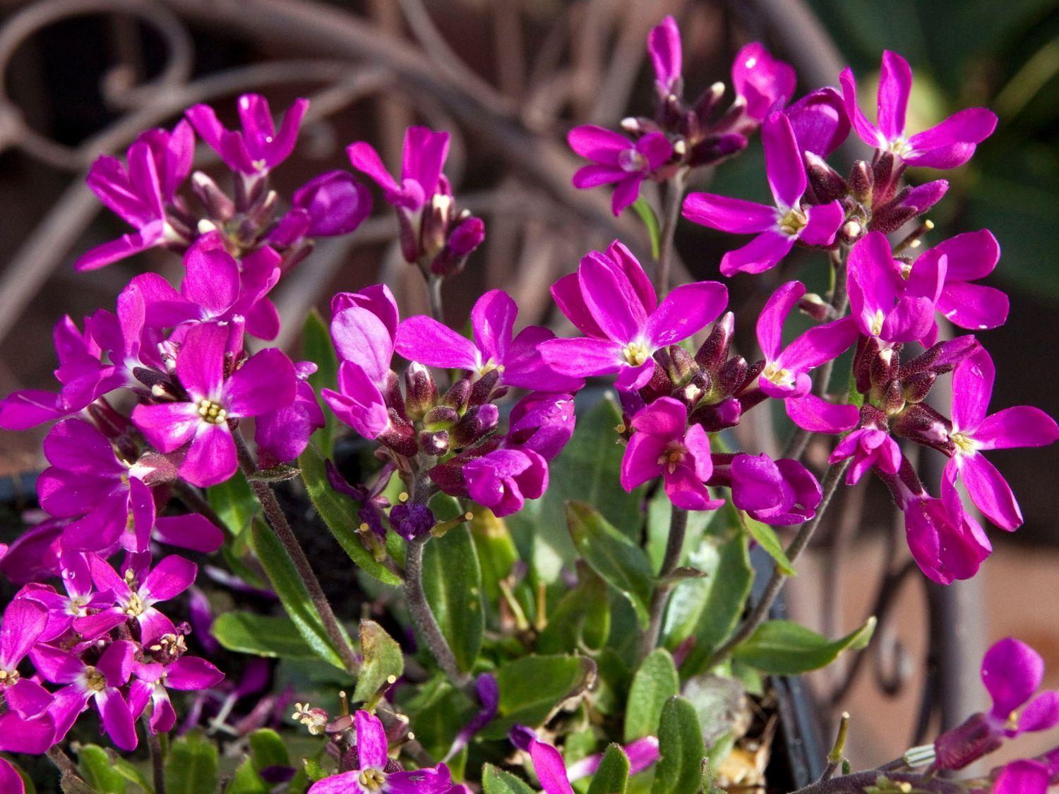 Q1154 Arabis Blepharophylla Compinkie 15 A1d04638 3008 4c95 B3af C210f83ef01a from www redcrocus com