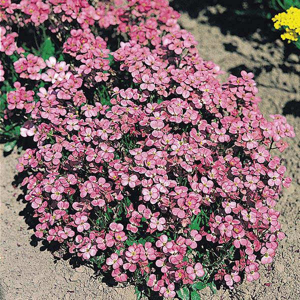 Q1154 Arabis Blepharophylla Compinkie 16 17a52789 C4b7 43cc 9b0d A2a77556101c from www redcrocus com