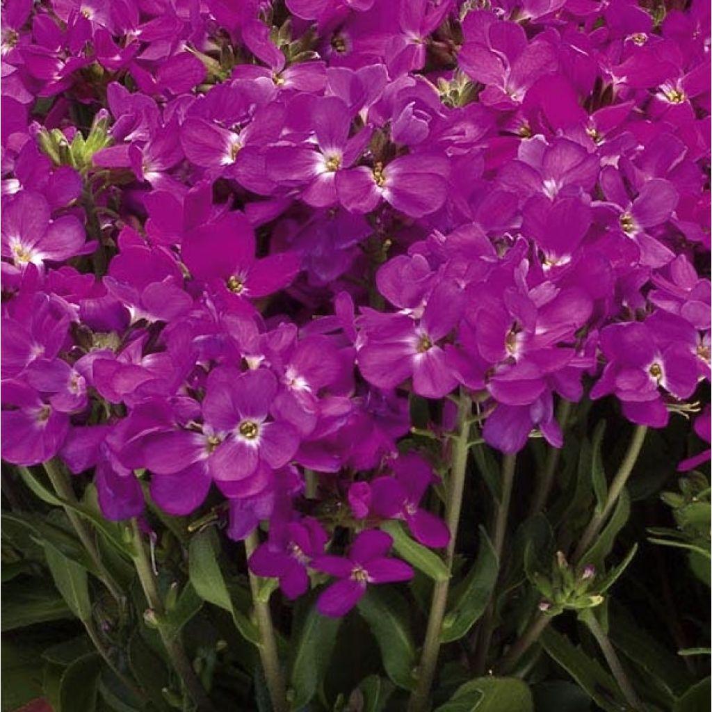 Q1154 Arabis Blepharophylla Compinkie 17 0214cb44 921f 4208 915d 25961b6e96d5 from www redcrocus com