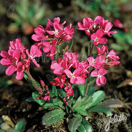 Q1154 Arabis Blepharophylla Compinkie 18 9c72ff72 2b57 4ec4 8fba B0b534bcd13a from www redcrocus com