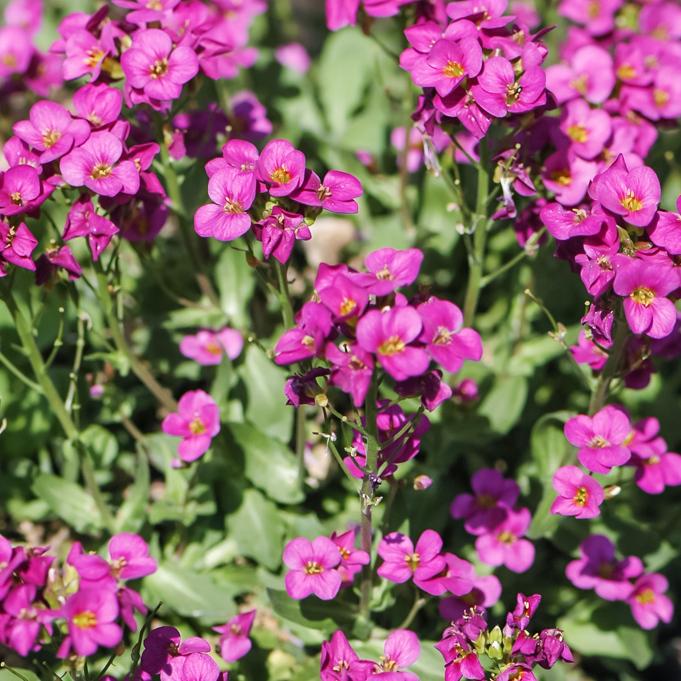 Q1154 Arabis Blepharophylla Compinkie 1 197eb6f5 F9ee 4e8b Ac09 D5b86180d755 from www redcrocus com