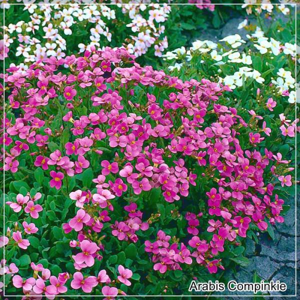 Q1154 Arabis Blepharophylla Compinkie 2 7889ea7b 00e6 4946 8154 1ee43ea80c31 from www redcrocus com