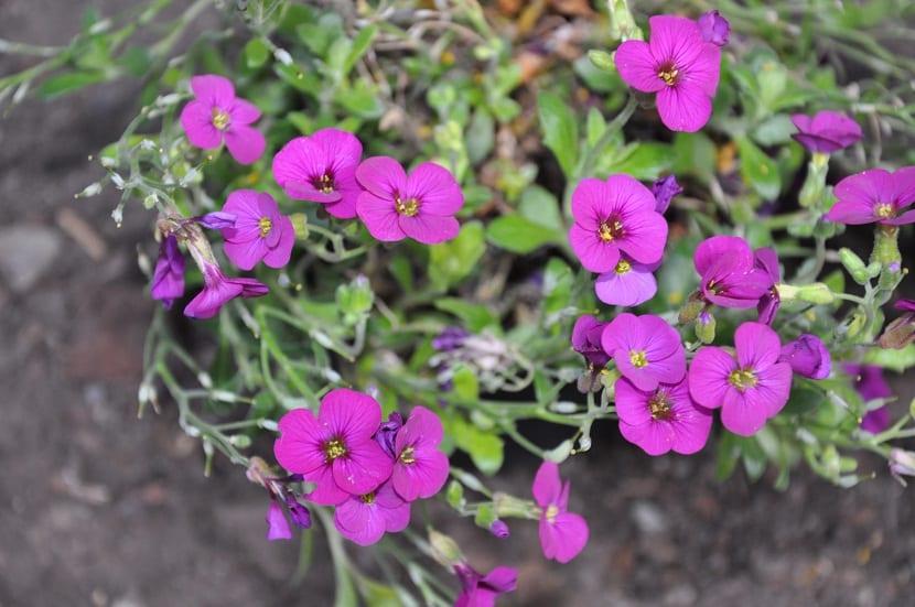 Q1154 Arabis Blepharophylla Compinkie 3 804b2191 Dd9c 4f7a Ac15 878478ca390a from www redcrocus com