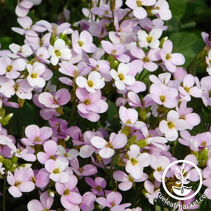 Q1154 Arabis Blepharophylla Compinkie 4 D79bb1d4 D332 4826 Aec1 987b3c14f9c4 from www redcrocus com
