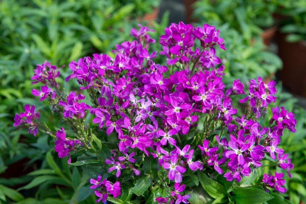 Q1154 Arabis Blepharophylla Compinkie 5 29b6be29 1d02 4d6d 8b6c E12e832c291b from www redcrocus com