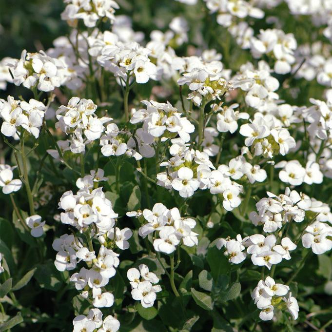 Q1154 Arabis Blepharophylla Compinkie 6 62a92caf 0e84 4c3c A8ce E316693bb3b2 from www redcrocus com