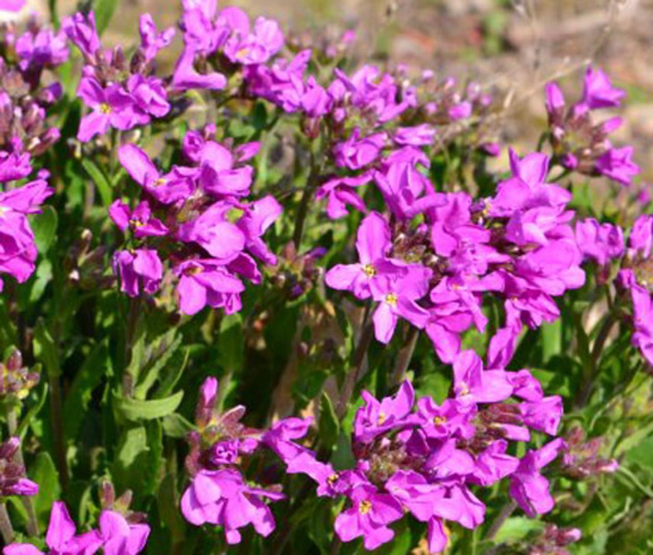 Q1154 Arabis Blepharophylla Compinkie 7 7bcd143c 92af 44a0 B216 D460406fff15 from www redcrocus com