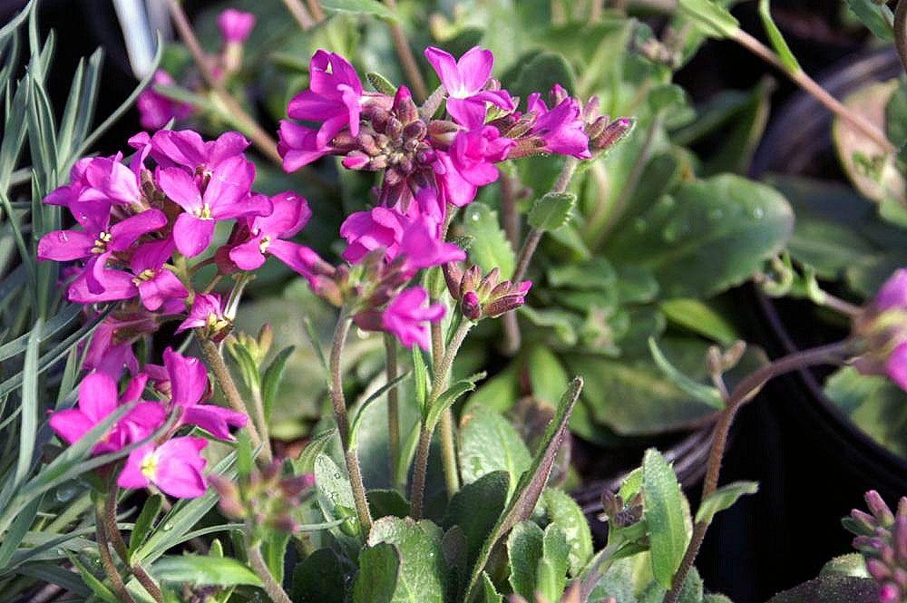 Q1154 Arabis Blepharophylla Compinkie 8 E8036fef 84f9 4cf2 A67d C709b82adf15 from www redcrocus com