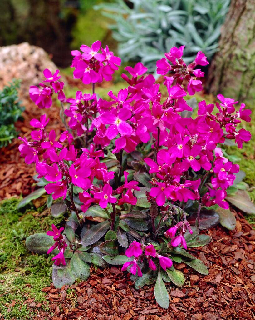 Q1154 Arabis Blepharophylla Compinkie 9 0944f2bd Edfc 4ec6 B97c Ff0e6e09c1ee from www redcrocus com