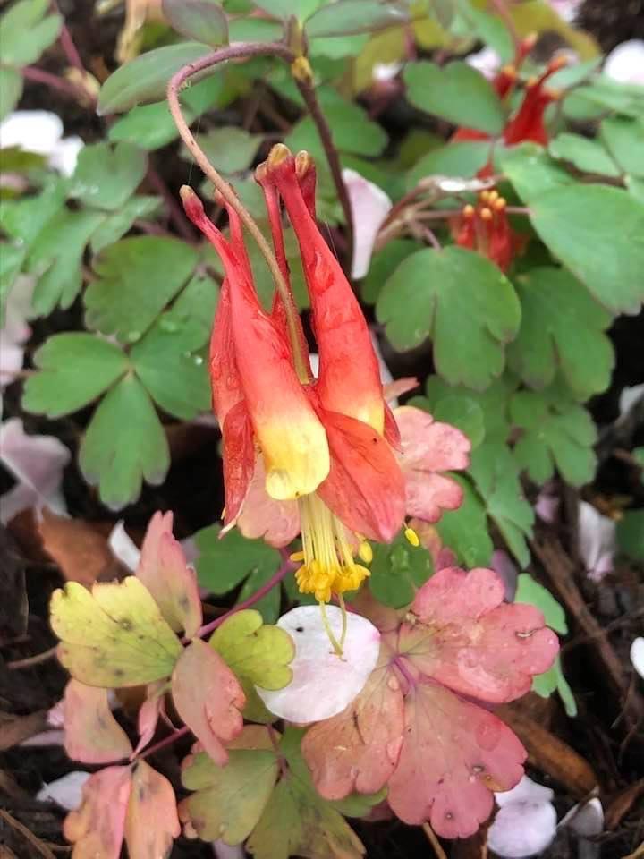 Q1157 Aquilegia Canadensis - View 10 from www redcrocus com