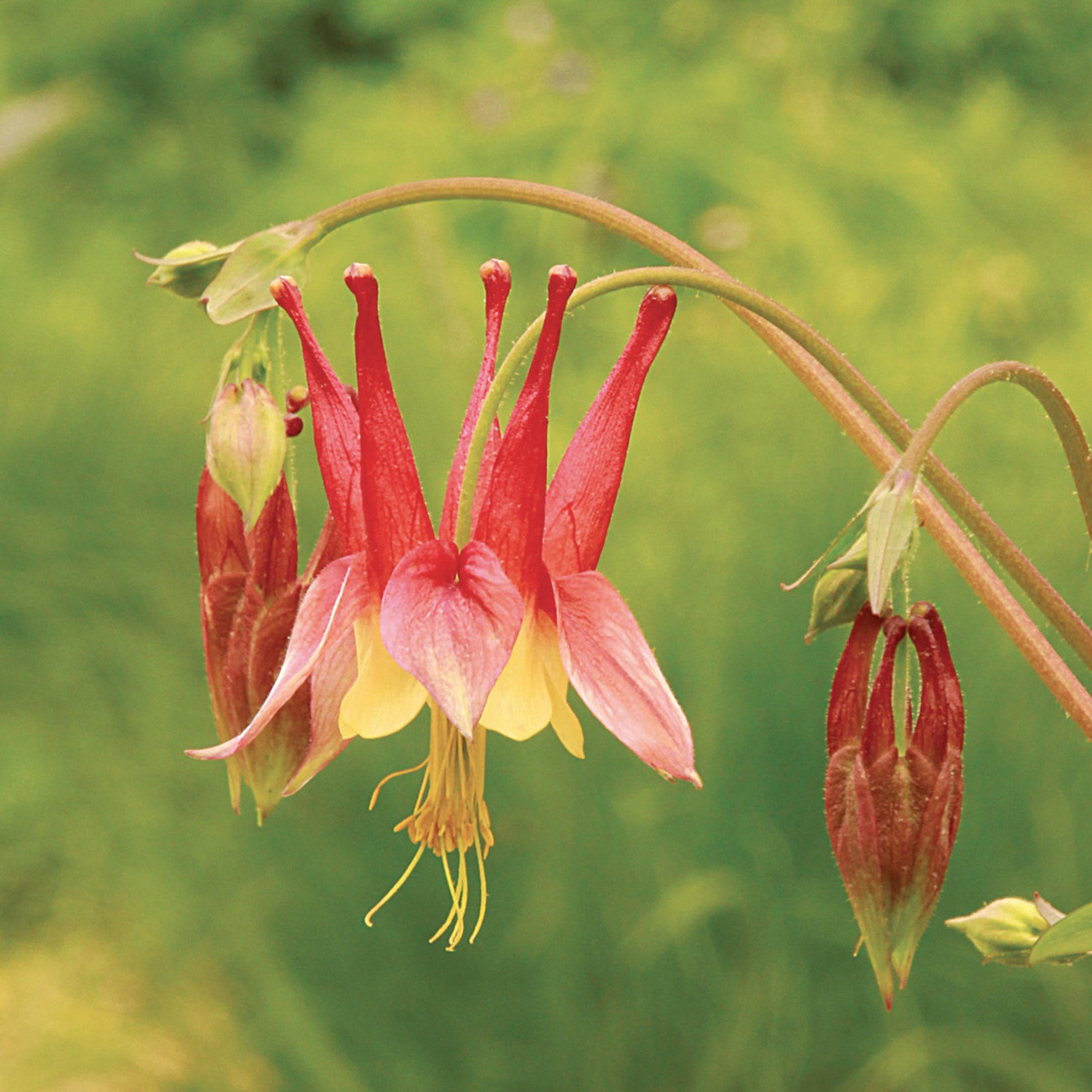 Q1157 Aquilegia Canadensis - View 12 from www redcrocus com