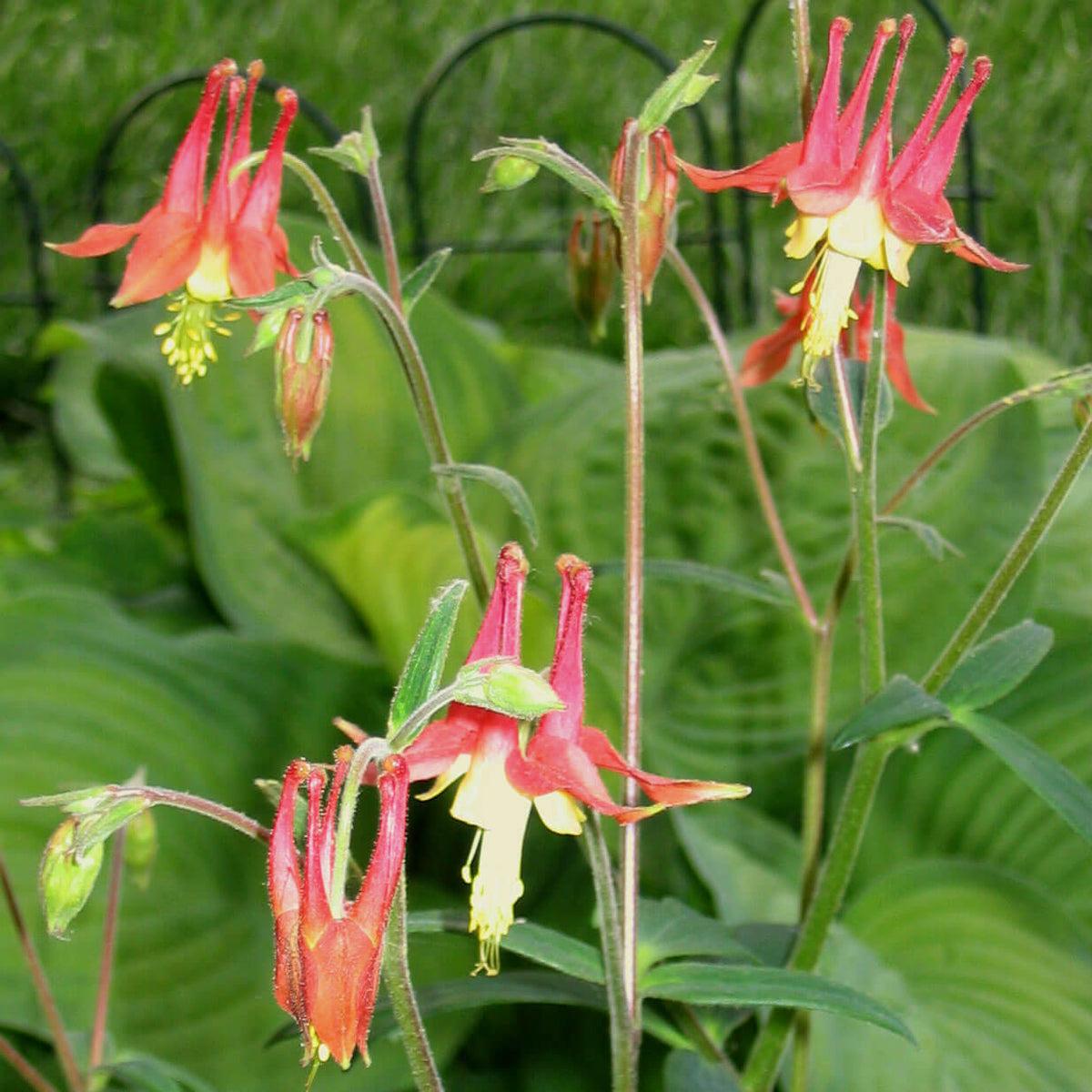 Q1157 Aquilegia Canadensis - View 13 from www redcrocus com