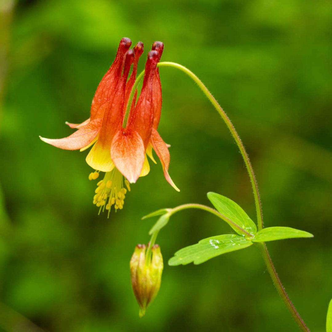 Q1157 Aquilegia Canadensis - View 15 from www redcrocus com