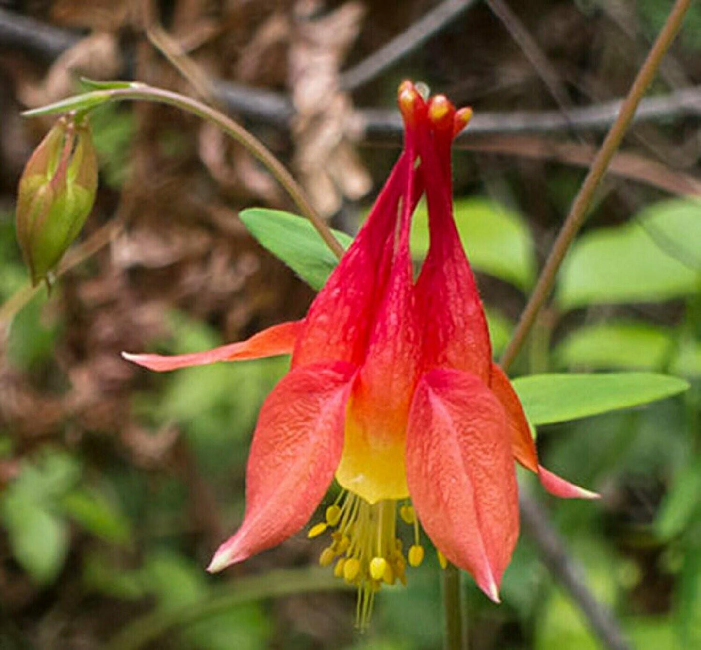 Q1157 Aquilegia Canadensis - View 16 from www redcrocus com