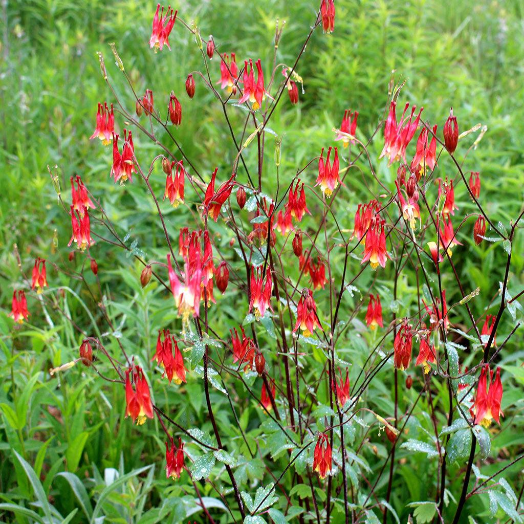 Q1157 Aquilegia Canadensis - View 17 from www redcrocus com