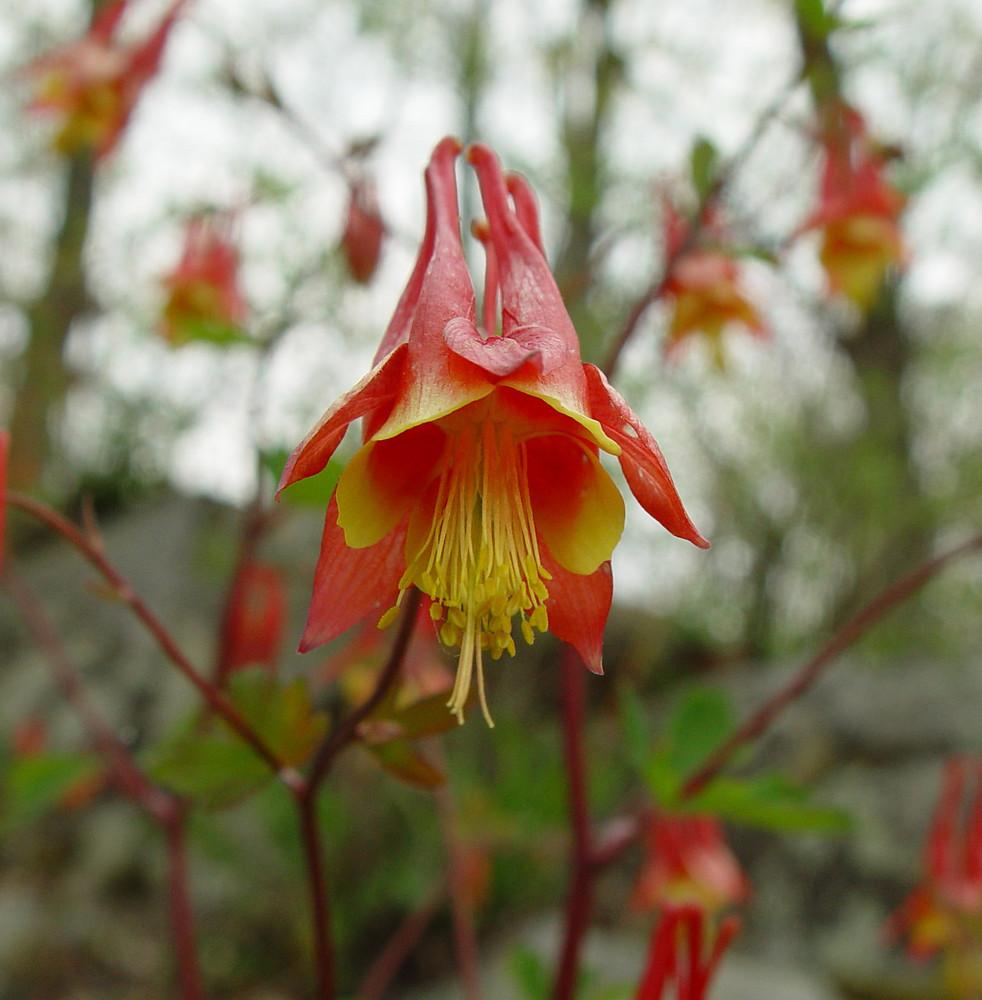 Q1157 Aquilegia Canadensis - View 19 from www redcrocus com