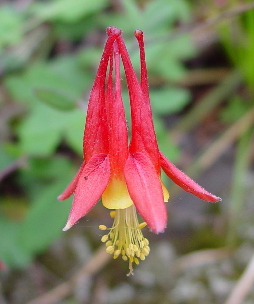Q1157 Aquilegia Canadensis - View 1 from www redcrocus com