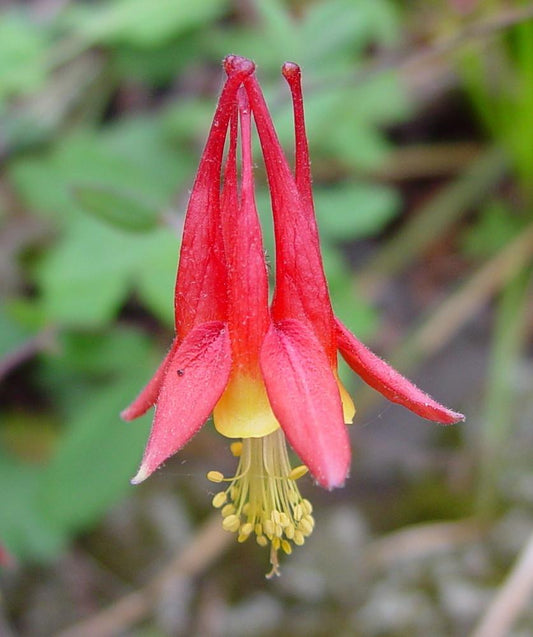 Q1157 Aquilegia Canadensis - View 1 from www redcrocus com