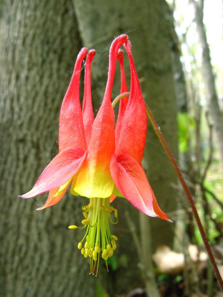 Q1157 Aquilegia Canadensis - View 2 from www redcrocus com