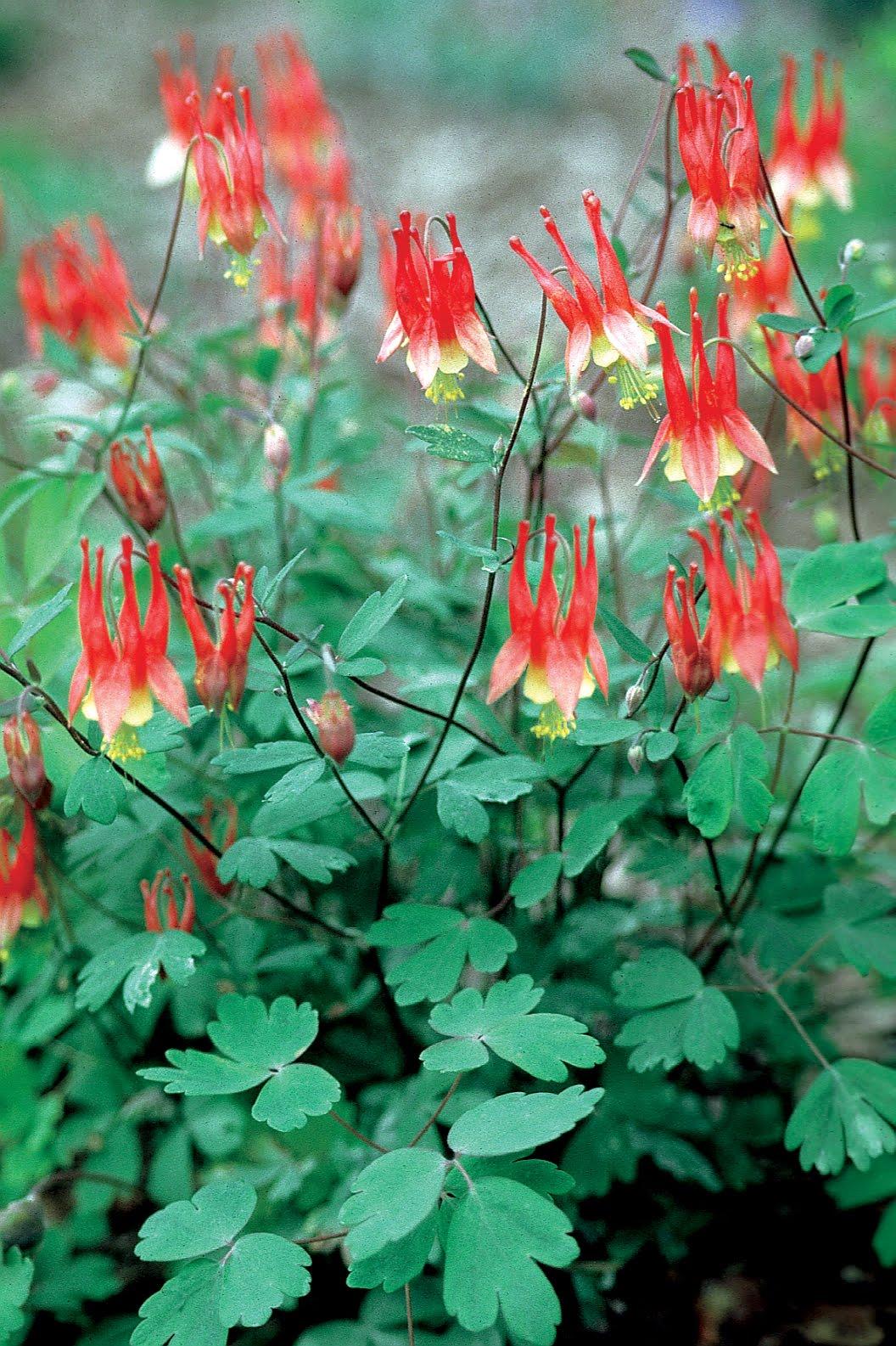 Q1157 Aquilegia Canadensis - View 3 from www redcrocus com