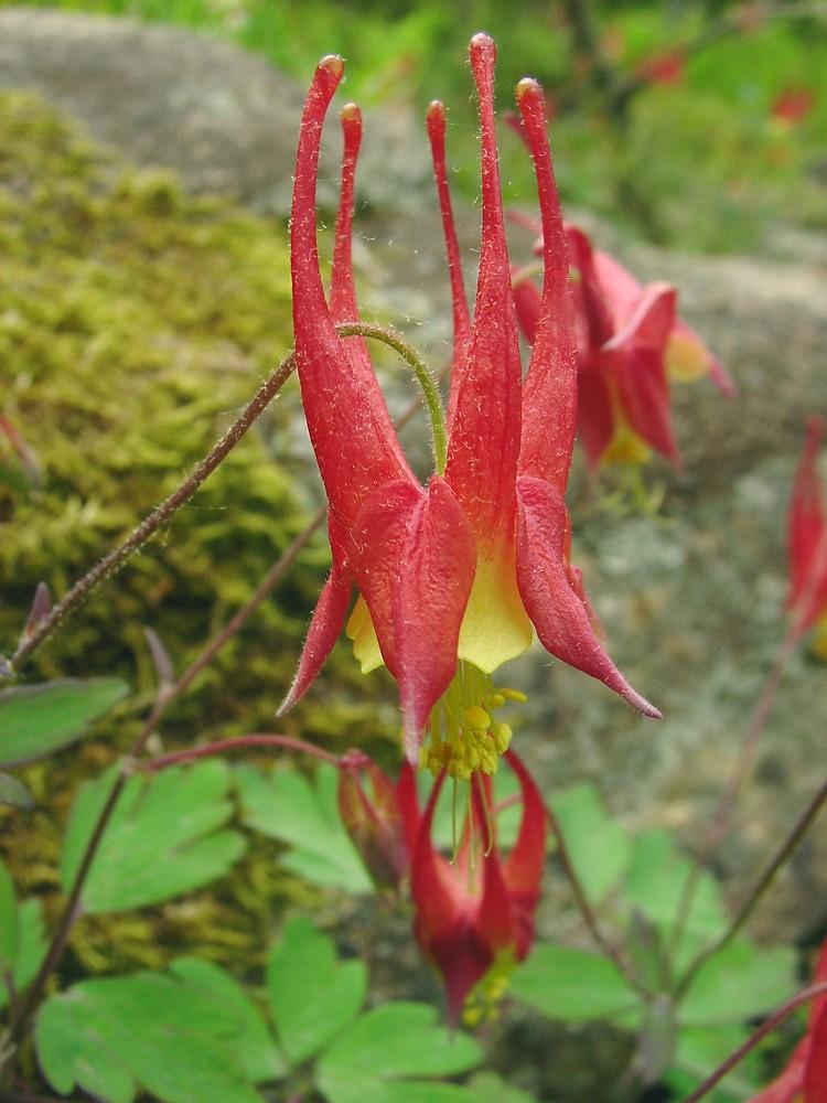 Q1157 Aquilegia Canadensis - View 4 from www redcrocus com