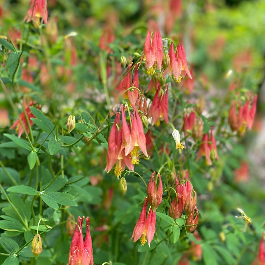Q1157 Aquilegia Canadensis - View 5 from www redcrocus com