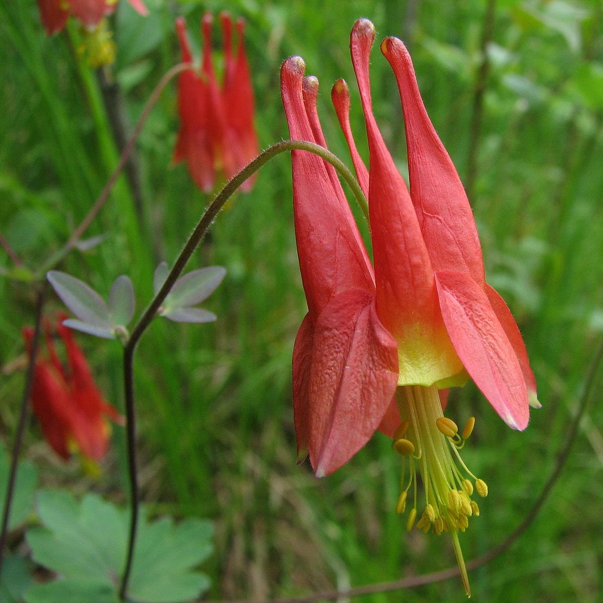 Q1157 Aquilegia Canadensis - View 6 from www redcrocus com