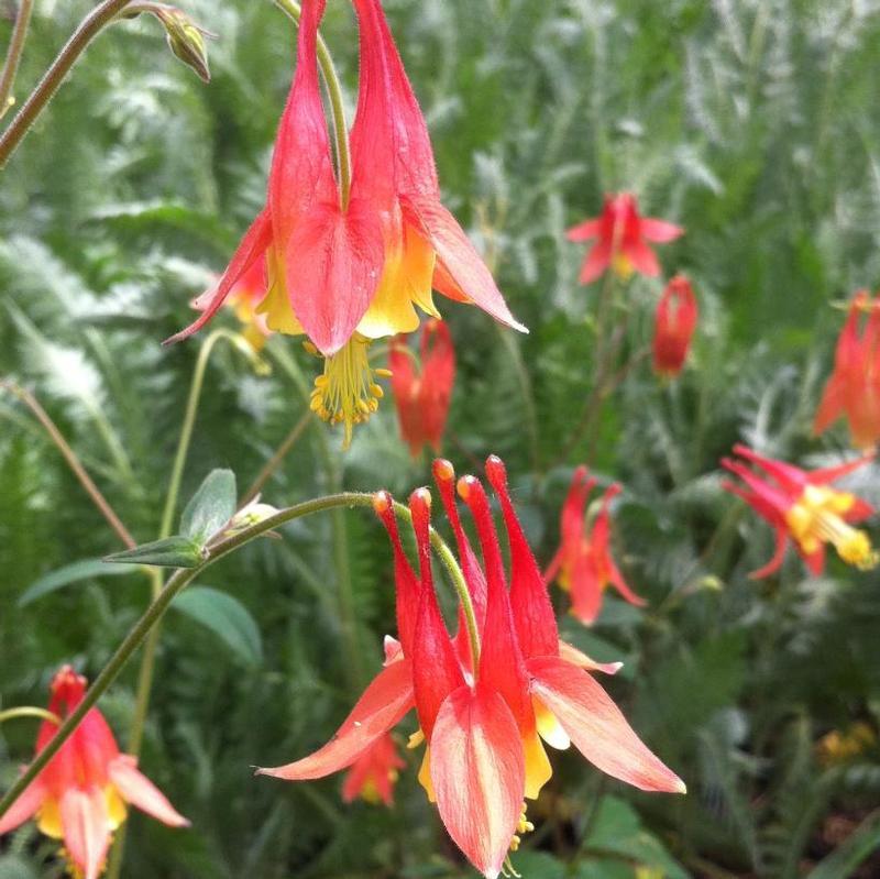 Q1157 Aquilegia Canadensis - View 7 from www redcrocus com