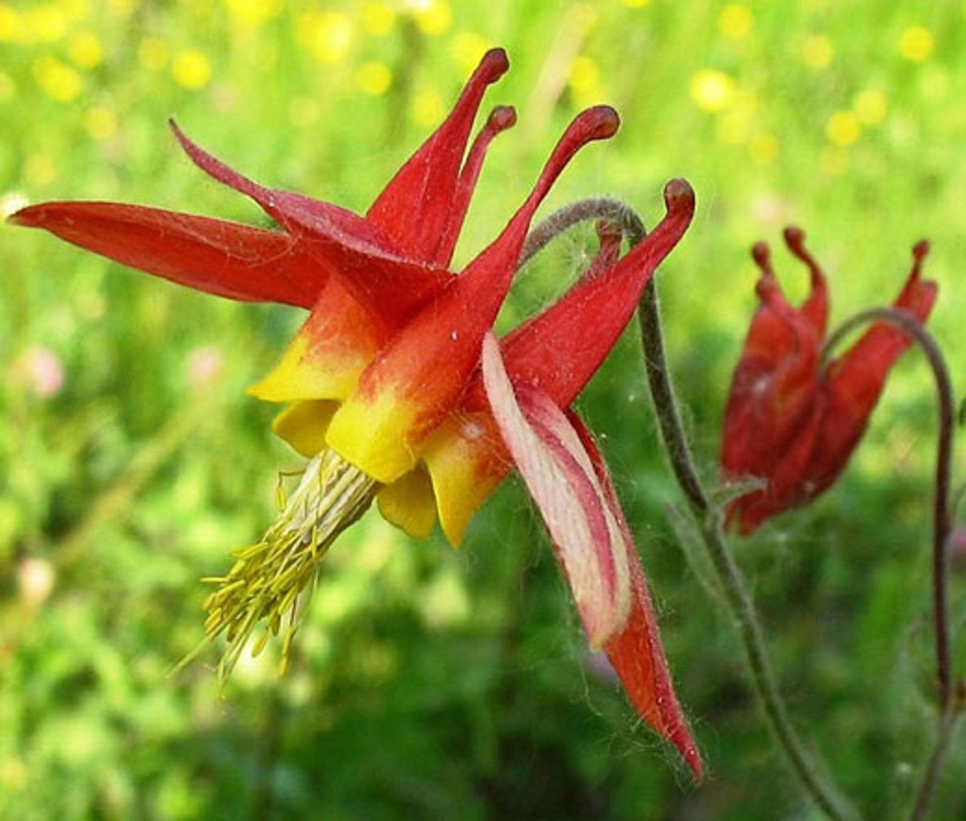 Q1157 Aquilegia Canadensis - View 8 from www redcrocus com