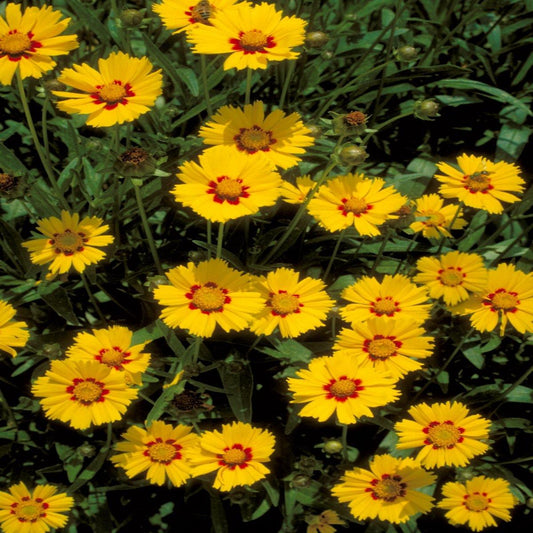Q117 Coreopsis Lanceolata Baby Sun - View 13 from www redcrocus com