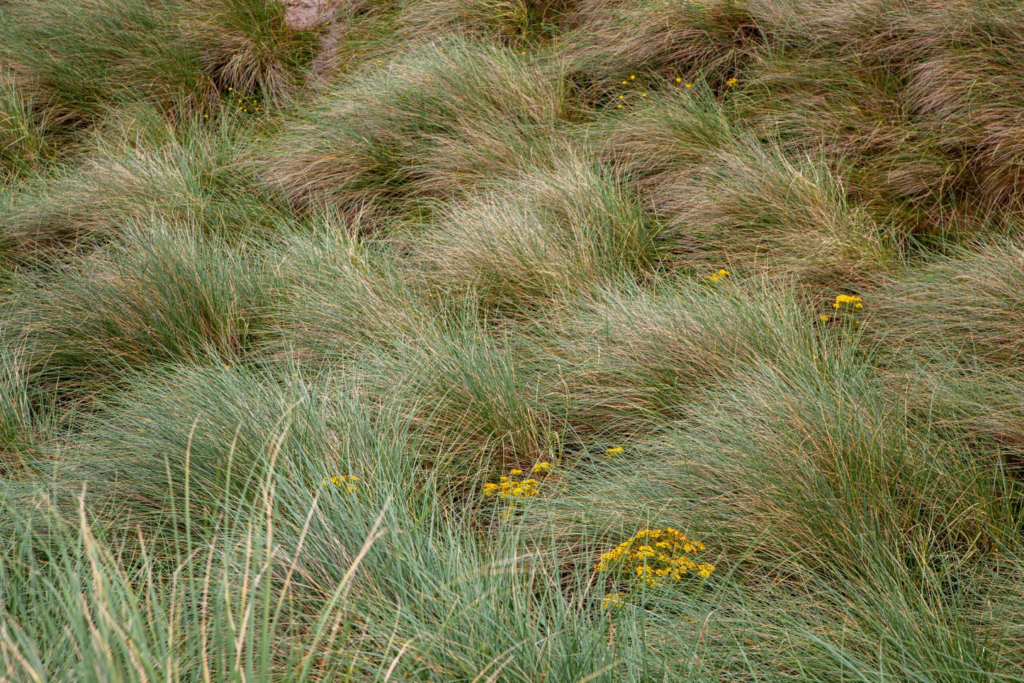 Q1192 Grass, Ammophila Breviligulata - View 20 from www redcrocus com