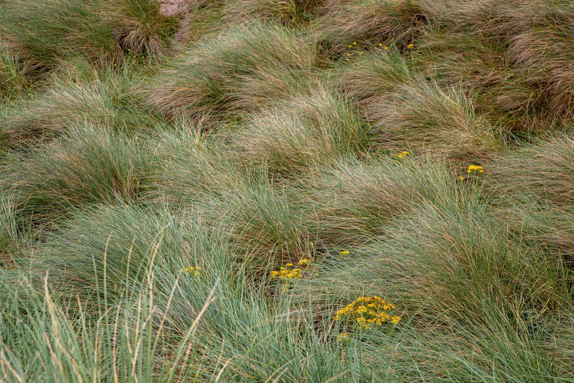 Q1192 Grass, Ammophila Breviligulata - View 20 from www redcrocus com