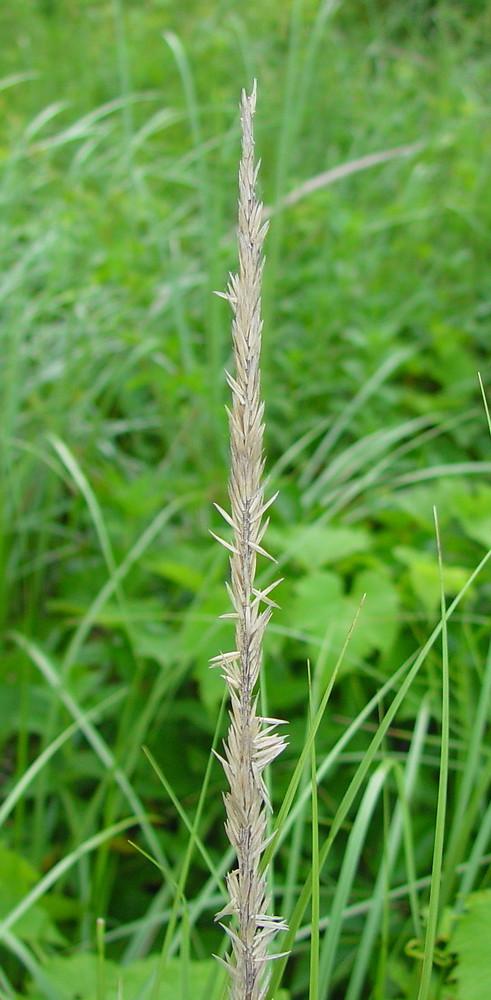 Q1192 Grass, Ammophila Breviligulata - View 22 from www redcrocus com