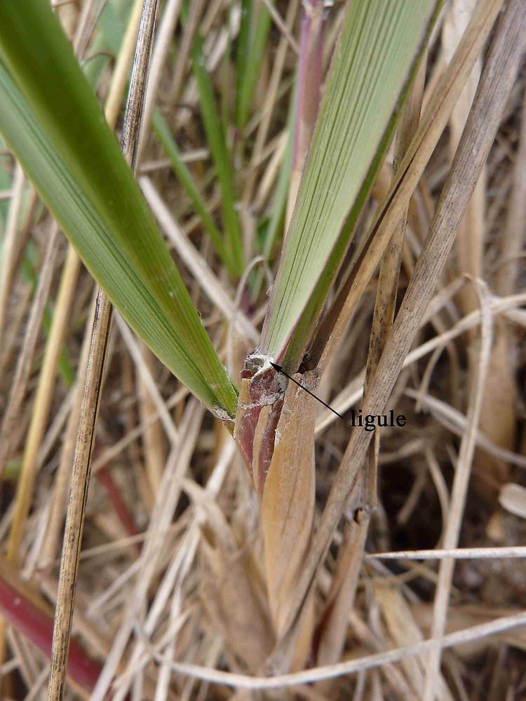 Q1192 Grass, Ammophila Breviligulata - View 26 from www redcrocus com