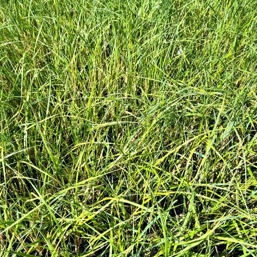 Q1192 Grass, Ammophila Breviligulata - View 32 from www redcrocus com