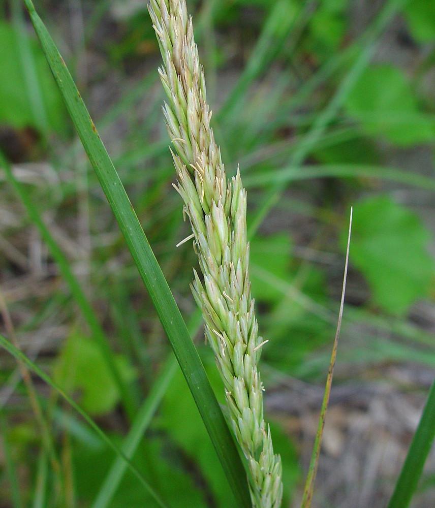 Q1192 Grass, Ammophila Breviligulata - View 5 from www redcrocus com
