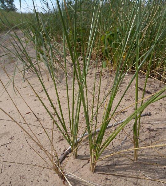 Q1192 Grass, Ammophila Breviligulata - View 6 from www redcrocus com