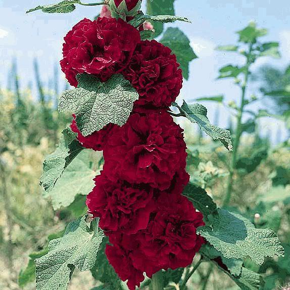 Q1205 Alcea Rosea 27chater 27s Double Scarlet 27 10 A279f12a 7d89 4427 928e A3b7b3ce8822 from www redcrocus com