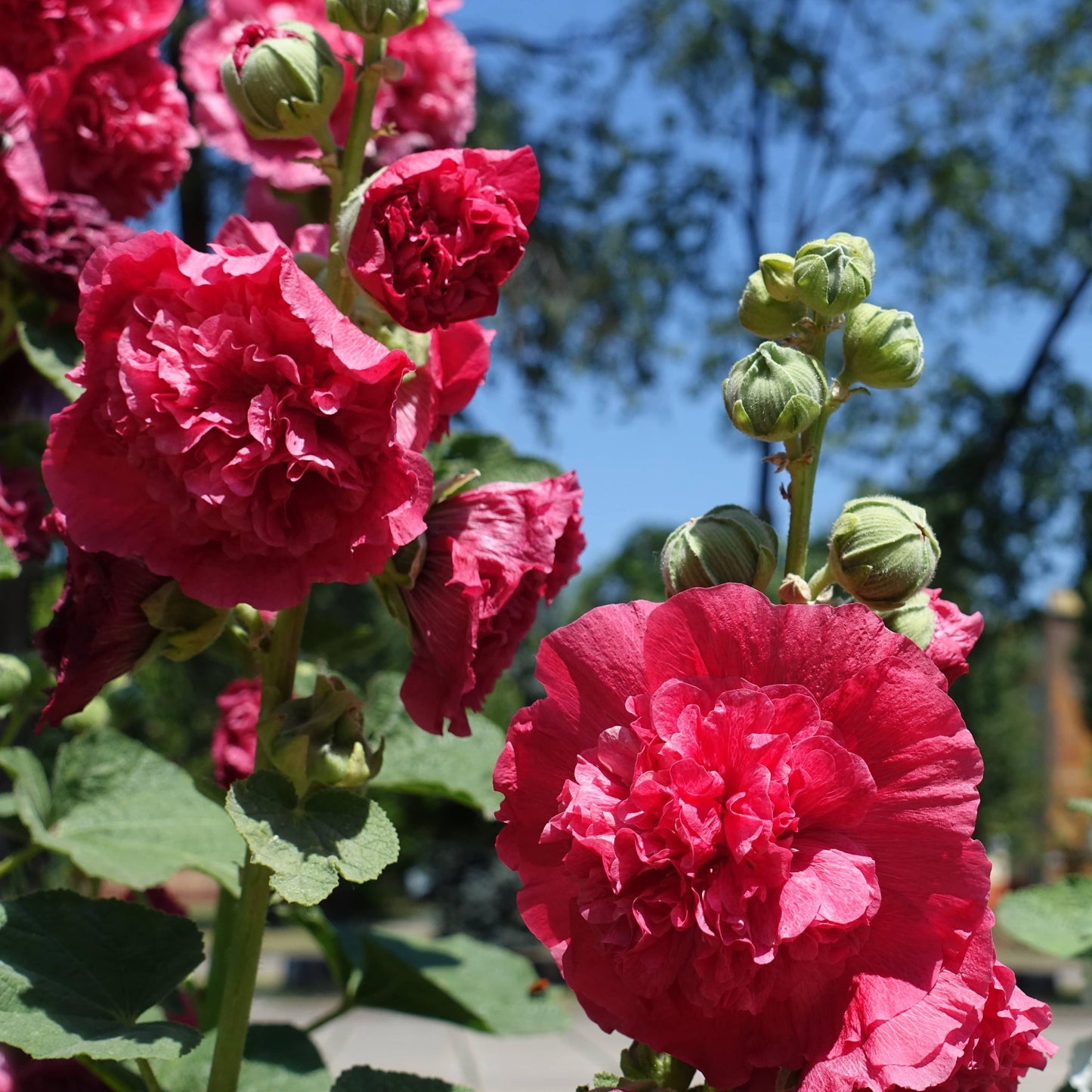 Q1205 Alcea Rosea 27chater 27s Double Scarlet 27 26 548858b6 2d4c 4399 Bc00 8c66feb3a9a0 from www redcrocus com