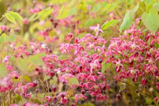 Q1210 Epimedium X Rubrum - View 1 from www redcrocus com