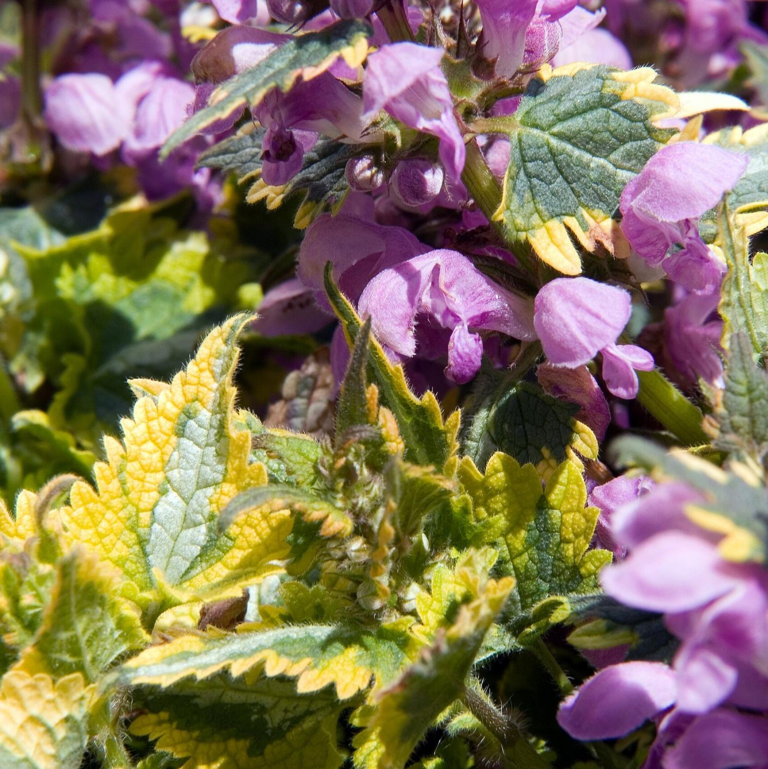 Q1218 Lamium Maculatum 27anne Greenaway 27 10 472db917 F129 423b 84cb C04e1543595d from www redcrocus com