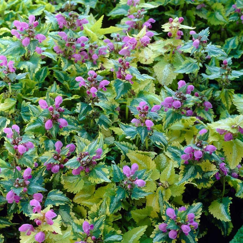 Q1218 Lamium Maculatum 27anne Greenaway 27 15 9a17e786 418e 44f6 8d9e 4153466860ff from www redcrocus com
