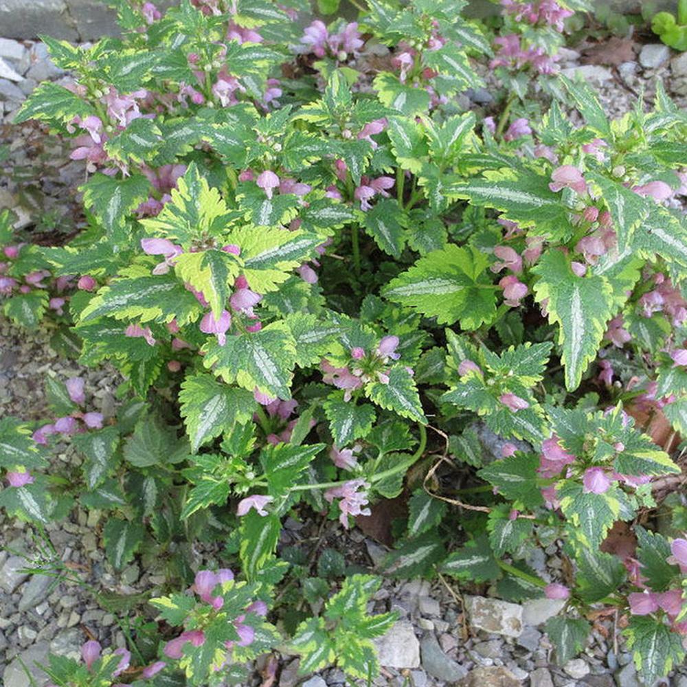 Q1218 Lamium Maculatum 27anne Greenaway 27 16 A10cd2b3 61f0 4fb8 975e Eec7a2d7a807 from www redcrocus com