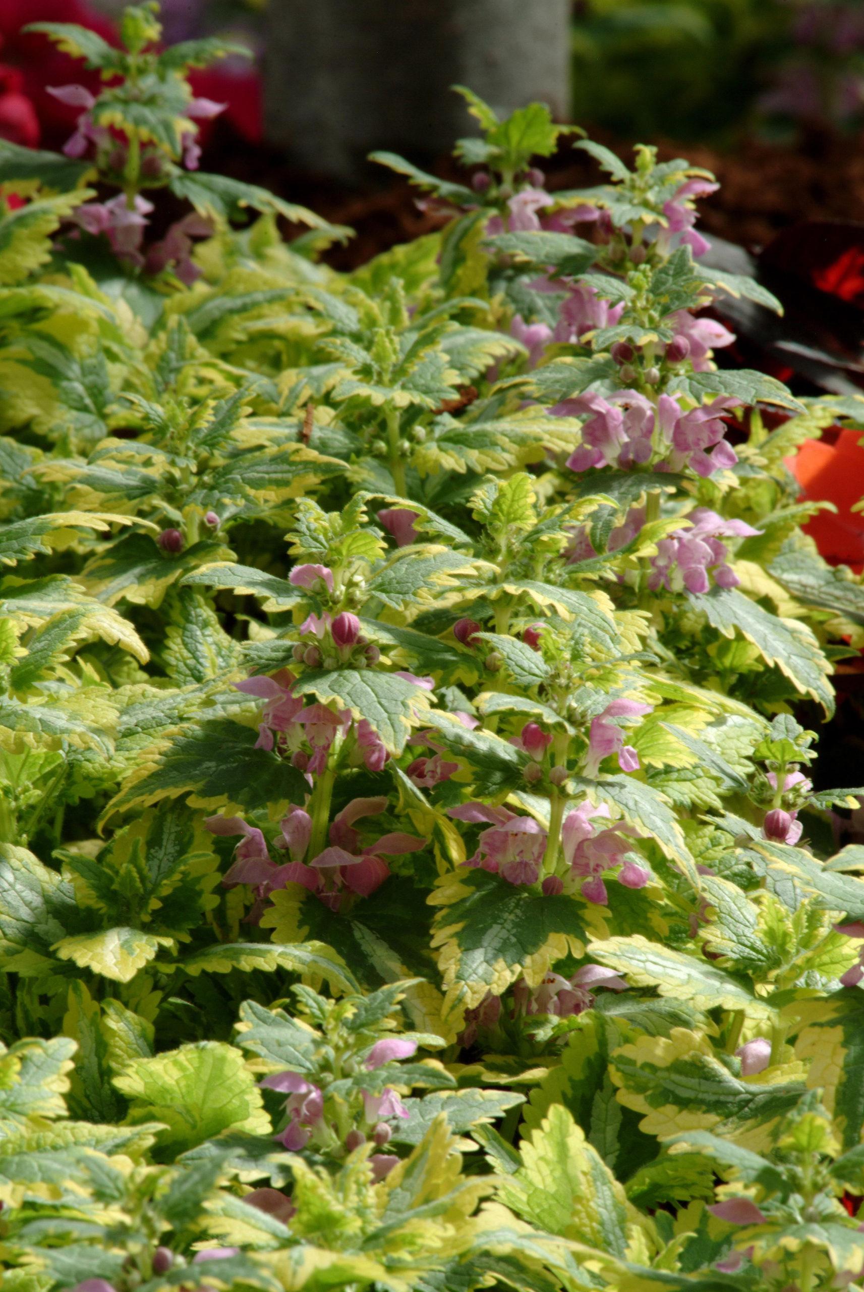 Q1218 Lamium Maculatum 27anne Greenaway 27 18 803e0b22 Ccfe 4be0 840c B49a77a26fb7 from www redcrocus com