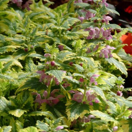 Q1218 Lamium Maculatum 27anne Greenaway 27 19 F2e74a9e 506e 42c3 9343 23b434395a10 from www redcrocus com