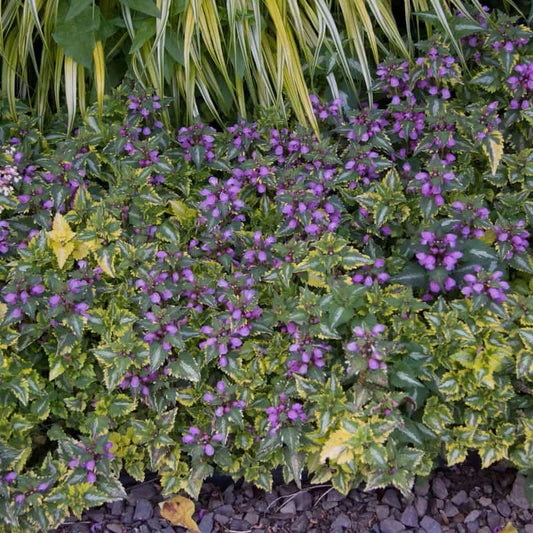 Q1218 Lamium Maculatum 27anne Greenaway 27 1 8a9f0e81 Ce19 4af2 Be9d Cf328209e5d6 from www redcrocus com