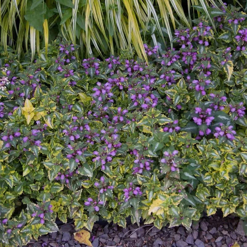 Q1218 Lamium Maculatum 27anne Greenaway 27 1 8a9f0e81 Ce19 4af2 Be9d Cf328209e5d6 from www redcrocus com