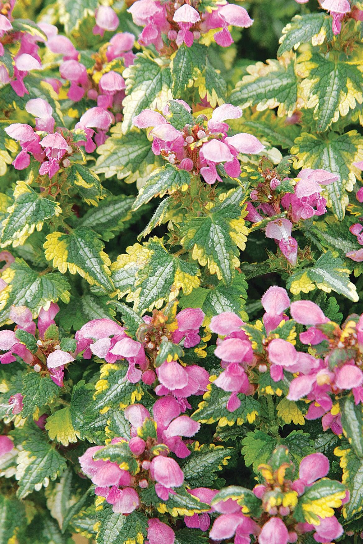 Q1218 Lamium Maculatum 27anne Greenaway 27 20 4797e971 E2b4 4699 A6a2 Ec68394076de from www redcrocus com
