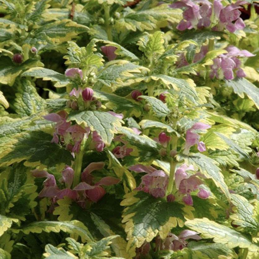 Q1218 Lamium Maculatum 27anne Greenaway 27 25 C8629885 C50b 47b2 B50e 0cd5651b3661 from www redcrocus com