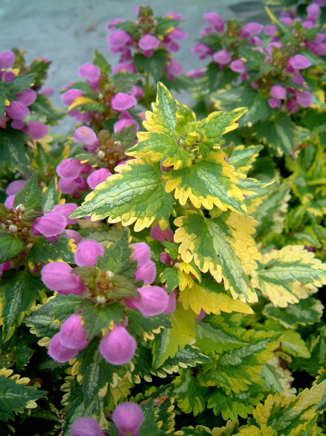 Q1218 Lamium Maculatum 27anne Greenaway 27 27 Ccc82a6b Bb9e 4074 91c6 30b3f197590f from www redcrocus com